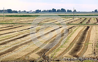 Agriculture along the Adriatic Sea, Italy Stock Photo