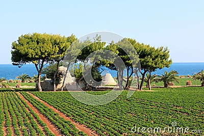 Agriculture along the Adriatic Sea, Italy Stock Photo