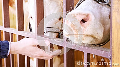 Agriculture animal sick. Cow portrait, beef meat. Milk kine Stock Photo