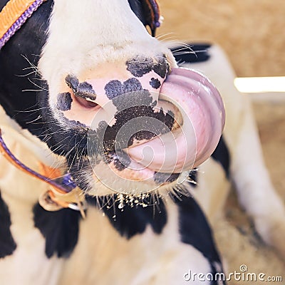 Agriculture animal sick. Cow portrait, beef meat. Milk kine Stock Photo