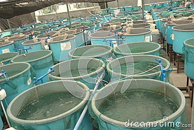 Agriculture aquaculture farm Stock Photo