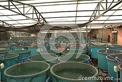 Agriculture aquaculture farm Stock Photo