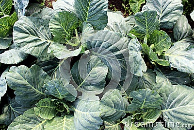Green cabbage plant grows in the open field Stock Photo
