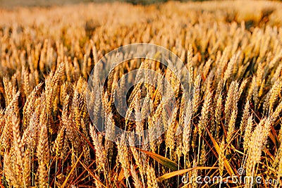 Agriculture Business - golden wheat eras on agricultural field Stock Photo