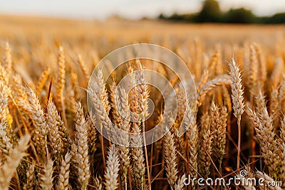 Agriculture Business - golden wheat eras on agricultural field Stock Photo