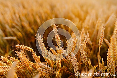 Agriculture Business - golden wheat eras on agricultural field Stock Photo