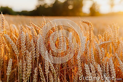 Agriculture Business - golden wheat eras on agricultural field Stock Photo