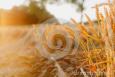 Agriculture Business - golden wheat eras on agricultural field Stock Photo