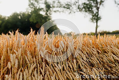 Agriculture Business - golden wheat eras on agricultural field Stock Photo