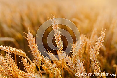 Agriculture Business - golden wheat eras on agricultural field Stock Photo