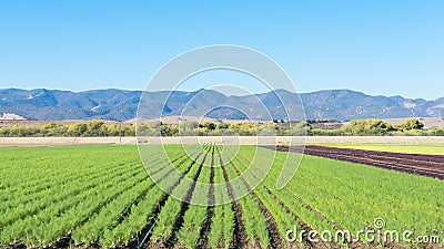 agriculture california Stock Photo