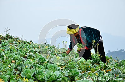 Agriculture, Chao Doi women. Editorial Stock Photo