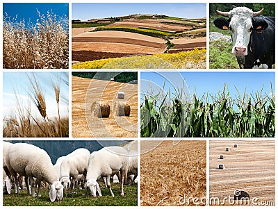 Agriculture collage Stock Photo