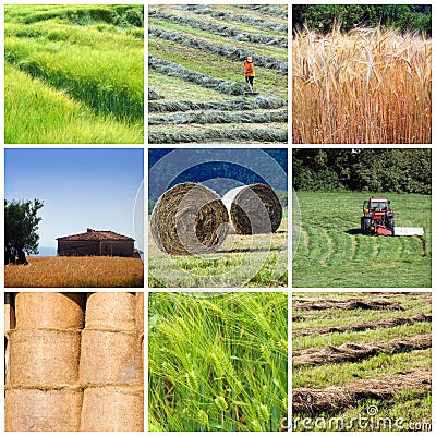 Agriculture collage Stock Photo