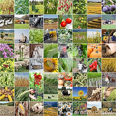 Agriculture collage from farming and products Stock Photo