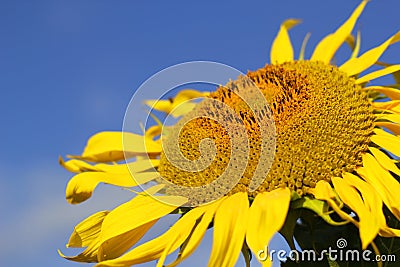 Agriculture concept Stock Photo