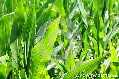 Agriculture corn plants field green plantation Stock Photo