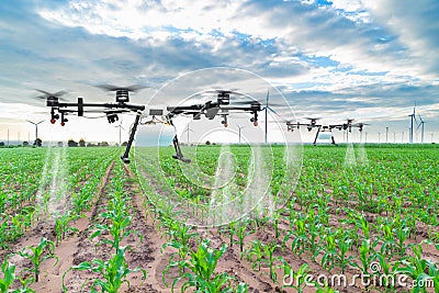 Agriculture drone fly to sprayed fertilizer on the corn fields Stock Photo