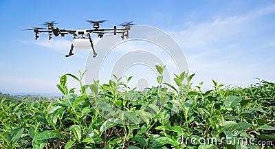 Agriculture drone fly to sprayed fertilizer on the green tea fields, Smart farm 4.0 concept Stock Photo