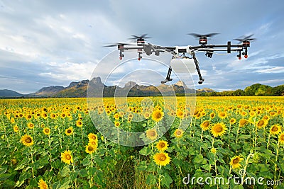Agriculture drone flying on the sunflower field, Smart farm concept Stock Photo