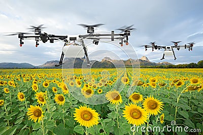 Agriculture drone flying on the sunflower field, Smart farm concept Stock Photo