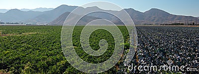 Agriculture Farm Field in Pleasant Valley California USA Stock Photo