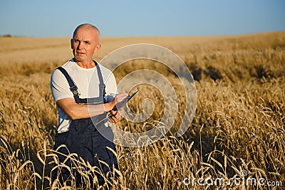 Agriculture, farmer or agronomist inspect quality of wheat in field ready to harvest Stock Photo