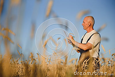 Agriculture, farmer or agronomist inspect quality of wheat in field ready to harvest Stock Photo