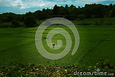 Agriculture farmer of Asia rice field work concept. Agriculture farmer in rural work in farm with sunset Stock Photo