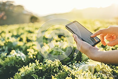 Agriculture Farmer checking touchpad in Nappa cabbage Fram in summer Stock Photo