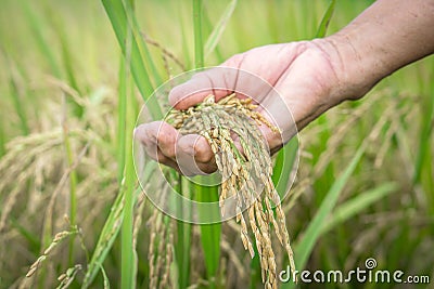 Agriculture farmer hand holding rice seeds closeup Stock Photo