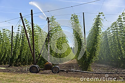 Agriculture and farming of grain hops in Oregon. Stock Photo