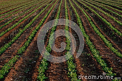 Agriculture and Farming - Leguminous plant Plantation in the Field Stock Photo