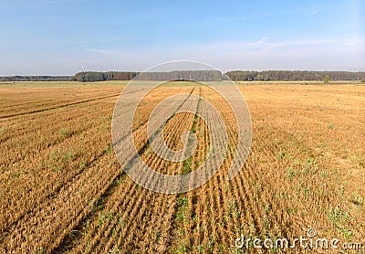 Agriculture field drone photography of cut crops Stock Photo