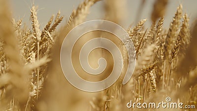Agriculture. field with golden wheat wind. agribusiness concept. farming. farm grown grain. natural organic biological Stock Photo