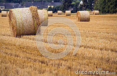 Agriculture field Stock Photo