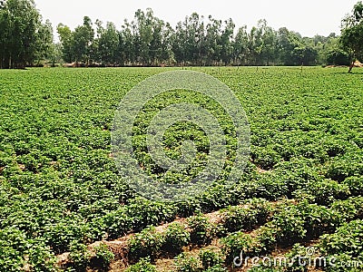 Mentha Plants field in India Stock Photo