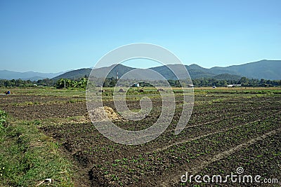 agriculture field of norh of Thailand with variety of crops Stock Photo