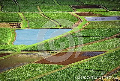 Agriculture fields Stock Photo