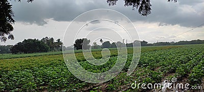 Agriculture formaring green feald and rain background Stock Photo