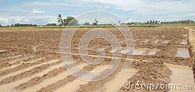 Agriculture fruits seeds developing Stock Photo