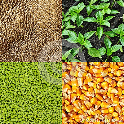 Agriculture is gold, commodity Stock Photo