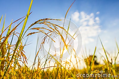 Agriculture golden rice field under blue sky at contryside. farm, growth and agriculture concept Stock Photo