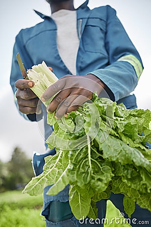 Agriculture and green leaf spinach vegetable farmer on farm or garden field working on plant growth and sustainability Stock Photo