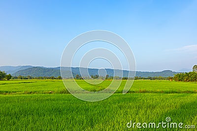 Agriculture green rice field under blue sky and mountain back at contryside. farm, growth and agriculture concept Stock Photo