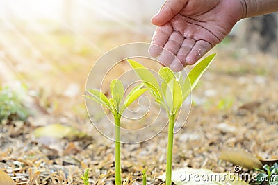 Agriculture. Growing plants. Plant seedling. Hand nurturing and watering Stock Photo