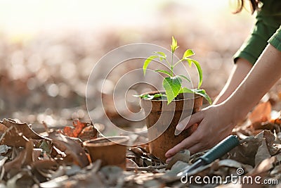 Agriculture. Growing plants. Plant seedling. Hand nurturing young baby plants Stock Photo
