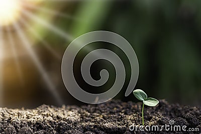 Agriculture, Growth of young plant sequence with morning sunlight Stock Photo