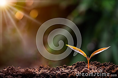 Agriculture, Growth of young plant sequence with morning sunlight and green blur background. Stock Photo