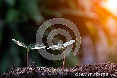 Agriculture, Growth of young plant sequence with morning sunlight and green blur background. Stock Photo